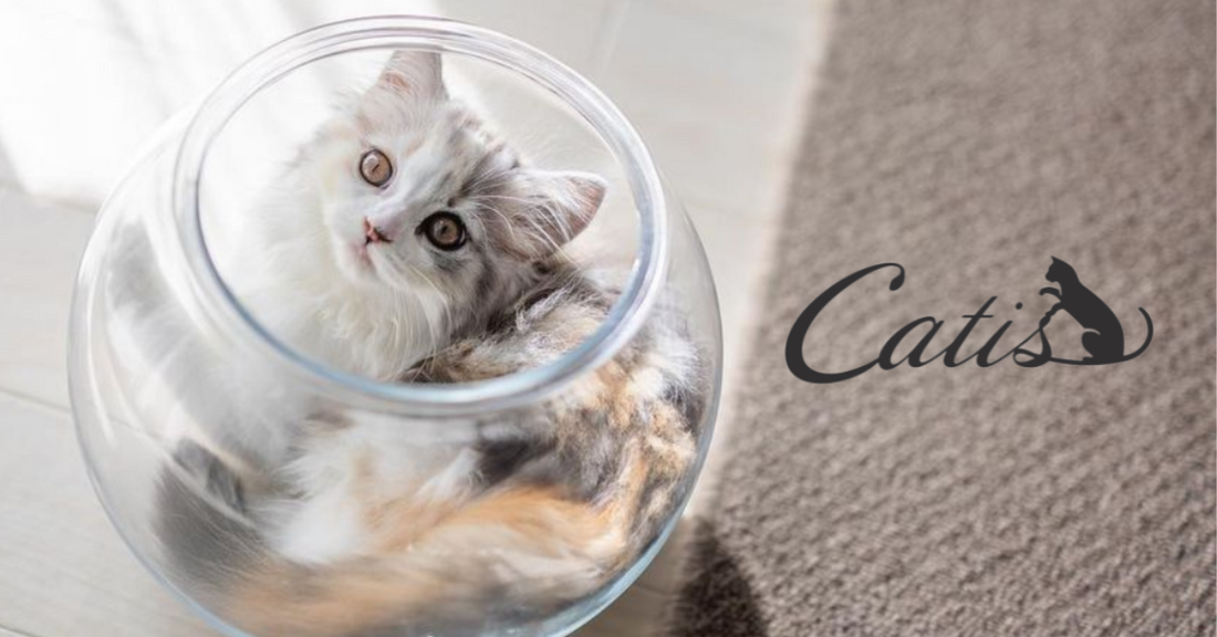 Catis(キャティス)とは?