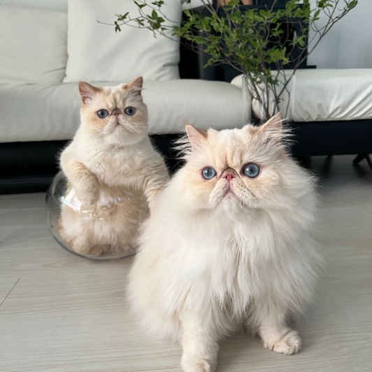 【売れ筋2位】割れない猫鉢(3サイズ)