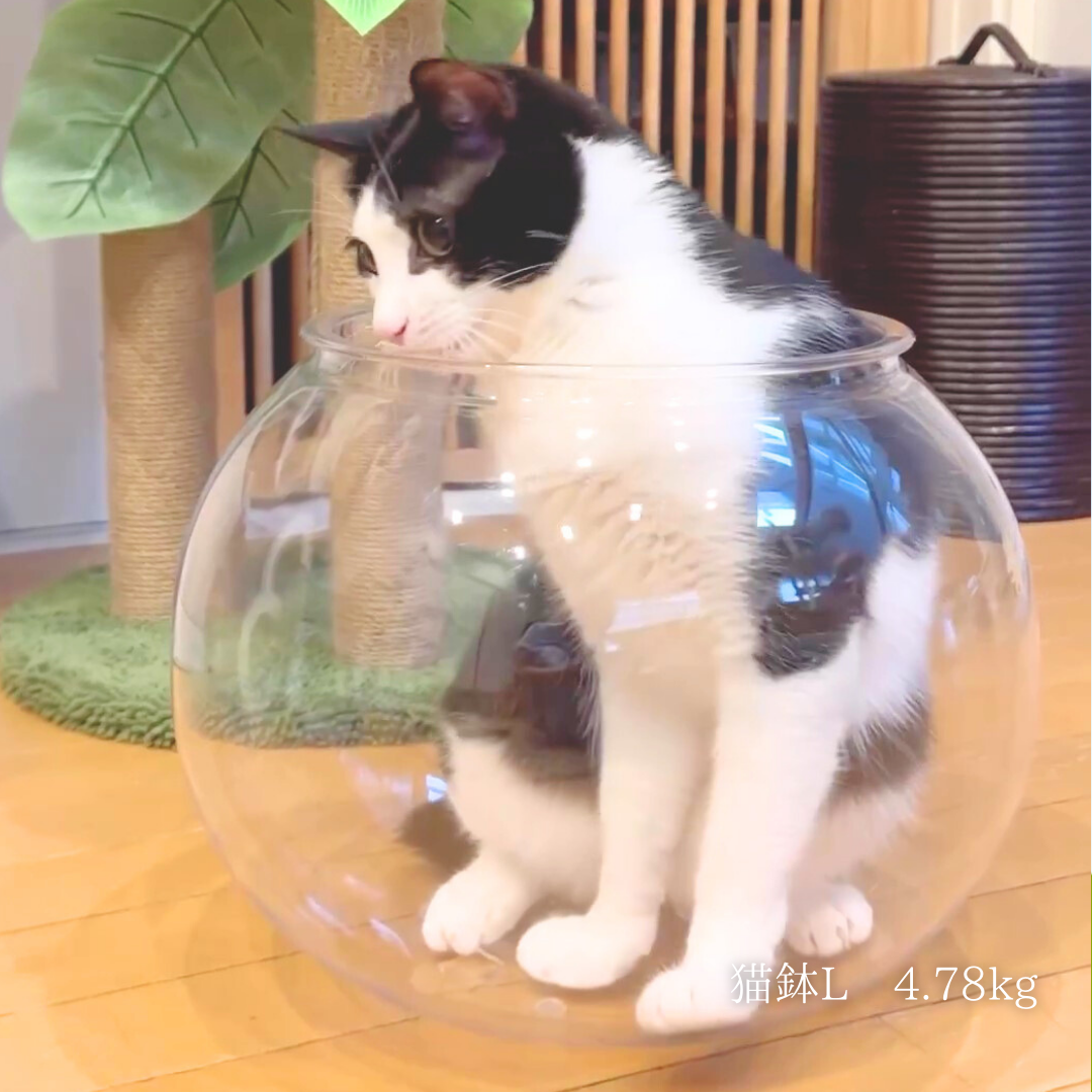猫鉢Lサイズ(旧ロゴシールタイプ) – Catis Store 猫鉢Lサイズ(旧ロゴシールタイプ) – Catis Store