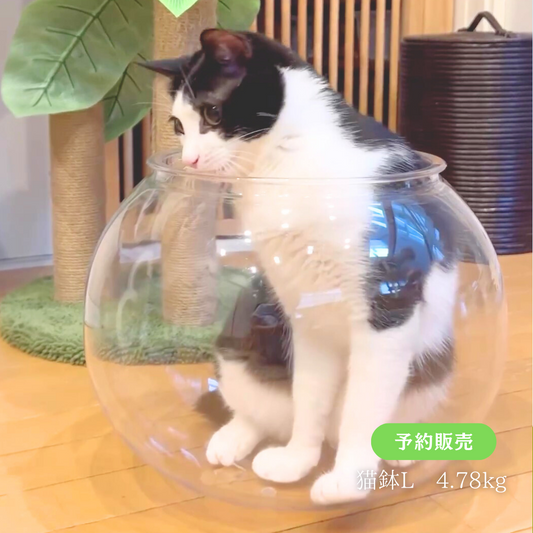 【予約販売】猫鉢Lサイズ（5月末順次発送予定）