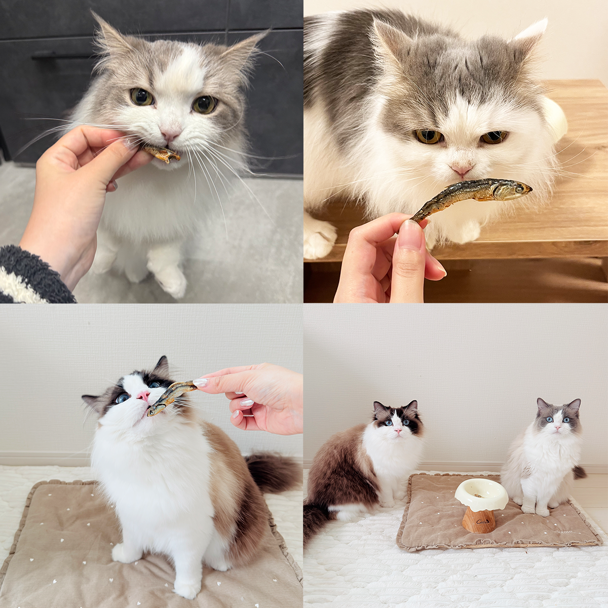 こざかなのごほうび（煮干しおやつ）