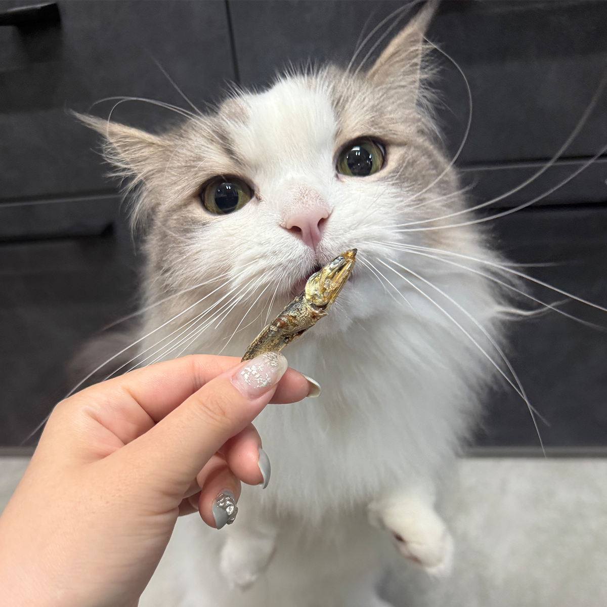 こざかなのごほうび（煮干しおやつ）