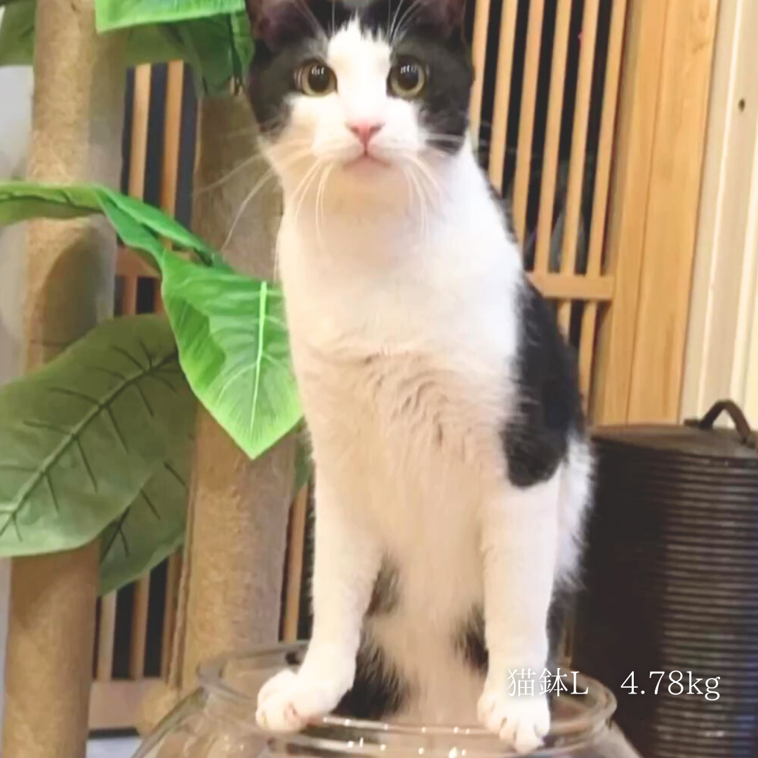 猫鉢 黒1つ 白1つ 猫鉢 黒1つ 白1つ
